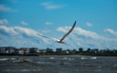 Fototapeta na wymiar Tern in flight over ocean, bird with wings spread in flight.