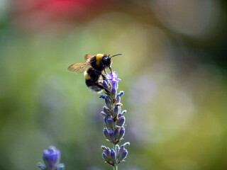 bee on a flower