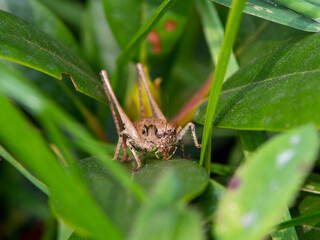 grasshopper on a leaf