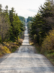 A long gravel road through an autumn forest in Dolly Sods, West Virginia.