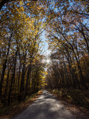 Gravel road through autumn forest on a sunny fall day.