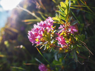 flowers in the garden