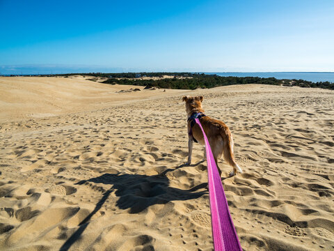 Dog On A Leash On Large Sand Dunes Near The Ocean, In Jockey's Ridge State Park, NC.