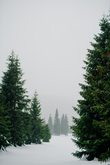 Winter Scenery Pine Trees Covered With Snow