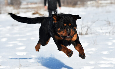 enorme rottweiler corriendo
