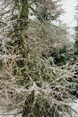 Fototapeta na wymiar Winter Scenery Pine Trees Covered With Snow