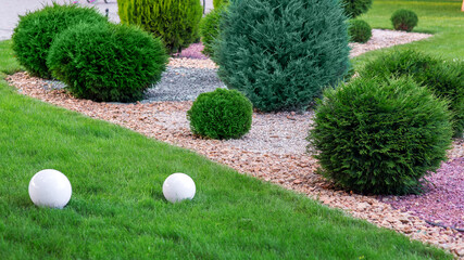 Landscape bed of garden with growth arborvitae bushes by natural rock mulch way on a day spring...