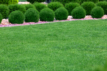 Landscape design of garden meadow with row ornamental growth cypress bushes by stone mulch path on a spring day park nobody.
