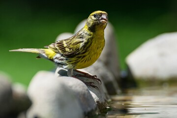 European Serin, Serinus serinus stands on stone by the bird's waterhole. Czechia. Europe.