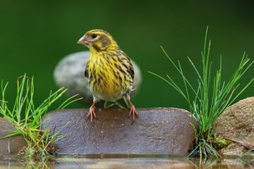 European Serin, Serinus serinus stands on stone with grass by the bird's waterhole. Czechia. Europe. 