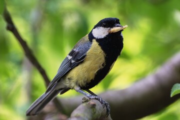 Obraz premium Great tit on a branch carries an insect pupa to young. Czechia. Europe. 