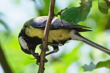 Great tit on a branch carries food to young. Czechia. Europe