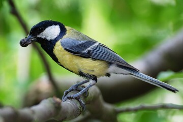 Great tit on a branch carries food to young. Czechia. Europe