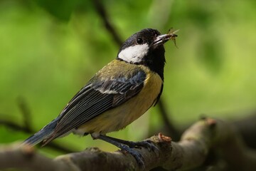  Great tit on a branch carries insects to young. Czechia. Europe.