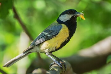 Great tit on a branch carries insects to young. Czechia. Europe. 