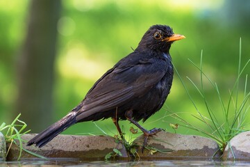 Obraz premium The male blackbird (Turdus merula) stands on stone with grass by the bird's waterhole. Czechia. Europe. 