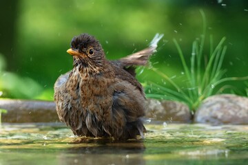 Young blackbird (Turdus merula) baths in the water of a bird watering hole. Czechia. Europe. 