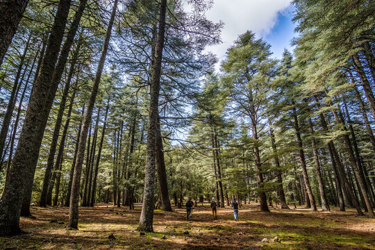 People walking in cedar wood in Morocco near Azrou and Ifrane