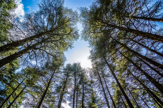 Look up to the cedar treetops in Morocco