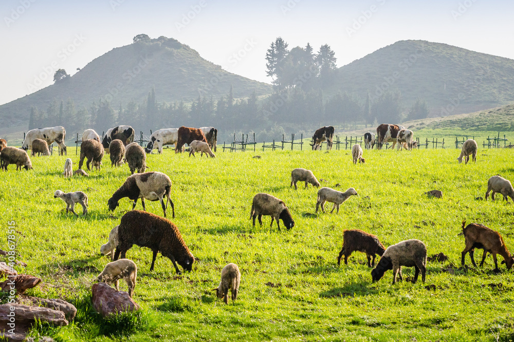 Wall mural landscape view on nature around azrou city in north morocco with green meadow with cows and sheep