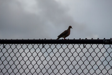 Silhouette of a pigeon or morning dove on a metal fence  on a gray cloudy day.