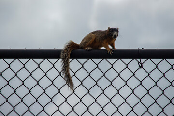 Fox Squirrel on metal fence silhouette, on a gray cloudy day.