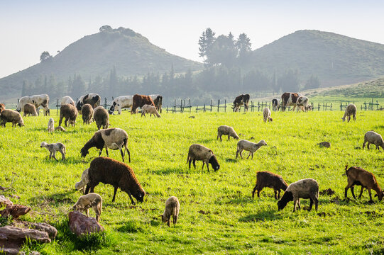 Landscape view on nature around Azrou city in north Morocco with green meadow with cows and sheep