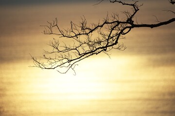 Silhouette image of tree branches in winter.