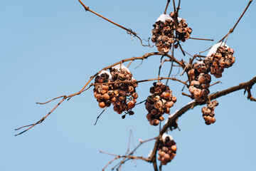 Dried grapes covered with snow