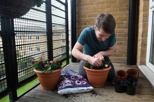 Man planting flowers on balcony