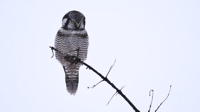 Northern hawk owl in the Canadian Rockies