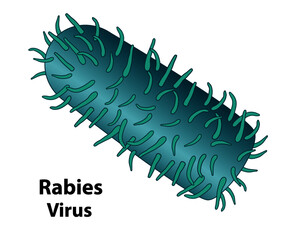 Rabies virus illustration. External structures of the rabies virion, close up of features, with a white background.