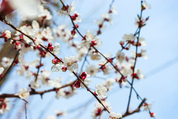 cherry tree blooming. sakura blossom over blue sky background. springtime concept. easter greeting card