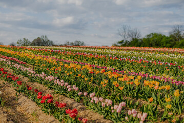 Fototapeta premium Yellow Purple and Red Fresh Tulips Blooming on Field at Flower plantation Farm
