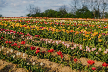 Fototapeta na wymiar Yellow Purple and Red Fresh Tulips Blooming on Field at Flower plantation Farm
