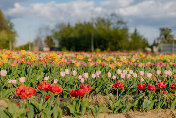 Yellow Purple and Red Fresh Tulips Blooming on Field at Flower plantation Farm