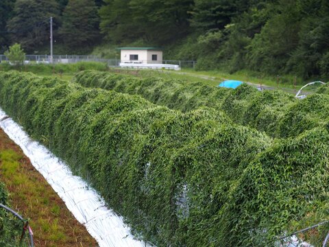 自然薯の畑