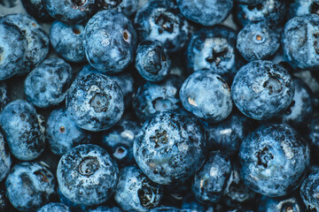 blueberries on a blue background