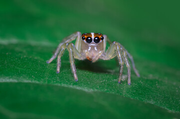 Curious spider perched on a green leaf
