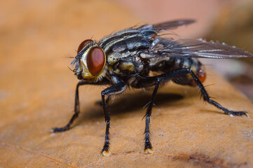 Striated fly on a dry leaf