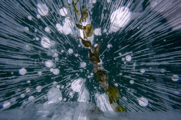 Algae frozen in the surface of Baikal ice