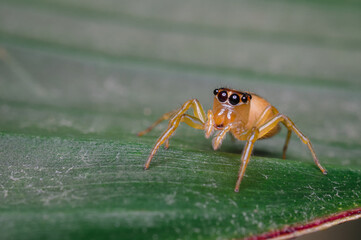 Small spider searching for food among the leaves