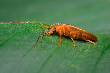 Colorful scene of a beetle on a leaf