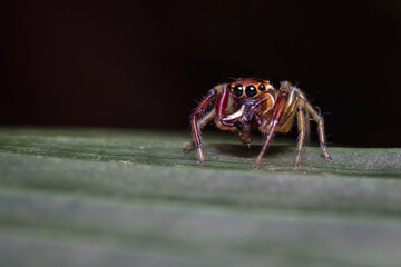 Jumping spider calmly feeding on a leaf