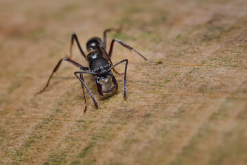 Ant carrying a drop of water between its claws