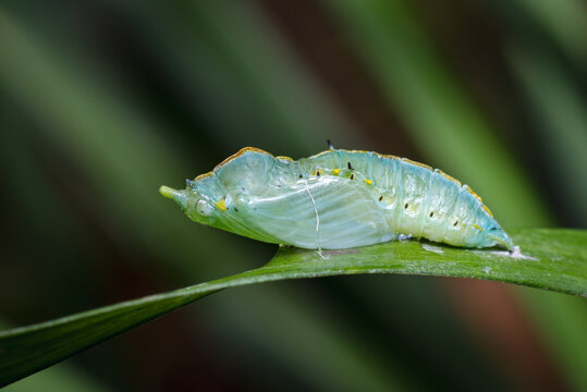 Butterfly chrysalis close to hatching