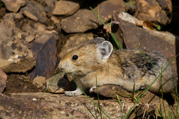 Solitary Pika cautiously creeps along the rocks in the search of food in the Rocky Mountain region of Alberta
