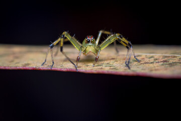 Jumping spider changing the color of its pupils
