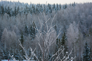 Winter forest view in Ruskeala mountain park in Republic of Karelia