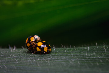 Two beetles peacefully mating among the leaves